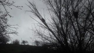 Köpeklerden kaçarken ağaçta mahsur kalan ayının imdadına köylüler yetişti