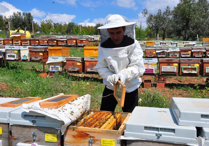 Arı zehri baldan tatlı, gramı altından iki kat değerli G1
