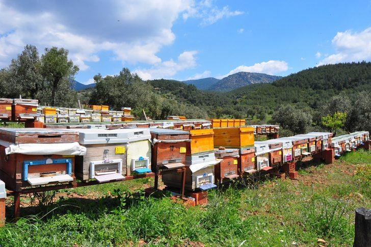 Arı zehri baldan tatlı, gramı altından iki kat değerli G2