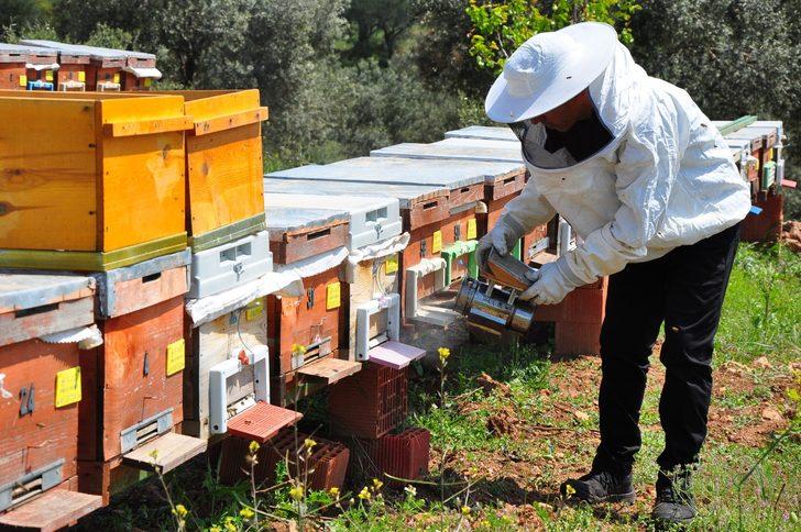 Arı zehri baldan tatlı, gramı altından iki kat değerli G4