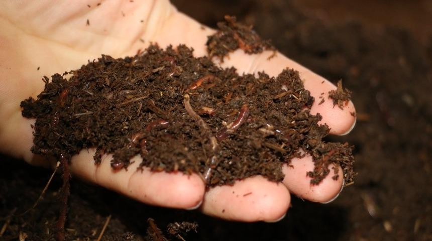 Solucan g&uuml;bresi &uuml;retim işletmesi incelendi