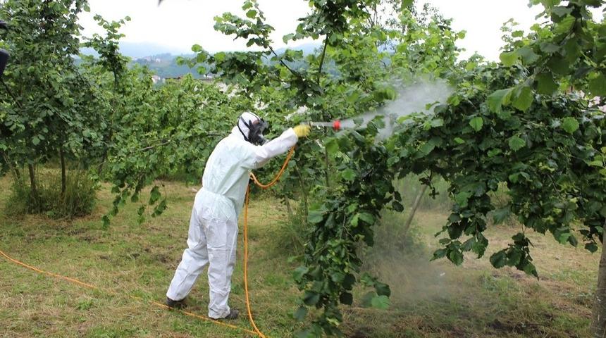 Fındıkta k&uuml;llenme hastalığı uyarısı
