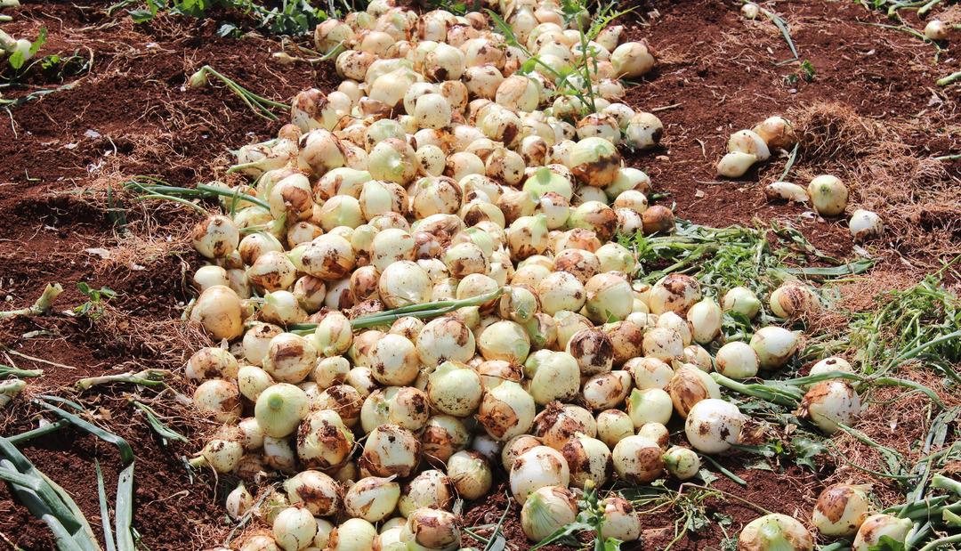  Soğan tarlada 1 bu&ccedil;uk lira, pazarda 8 lira