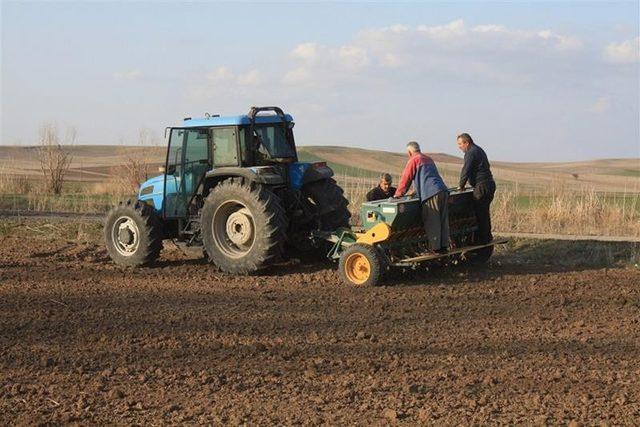 Yozgat’ta Siyah Nohut Ekimi Yapıldı