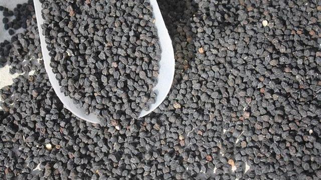 Yozgat’ta Siyah Nohut Ekimi Yapıldı