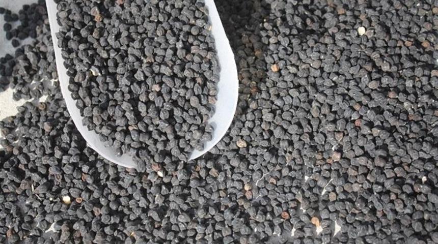 Yozgat&rsquo;ta Siyah Nohut Ekimi Yapıldı