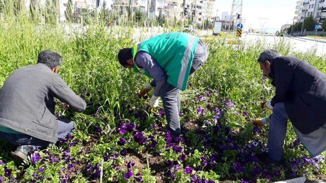 Adıyaman Belediyesi’nden yabani otlarla mücadele