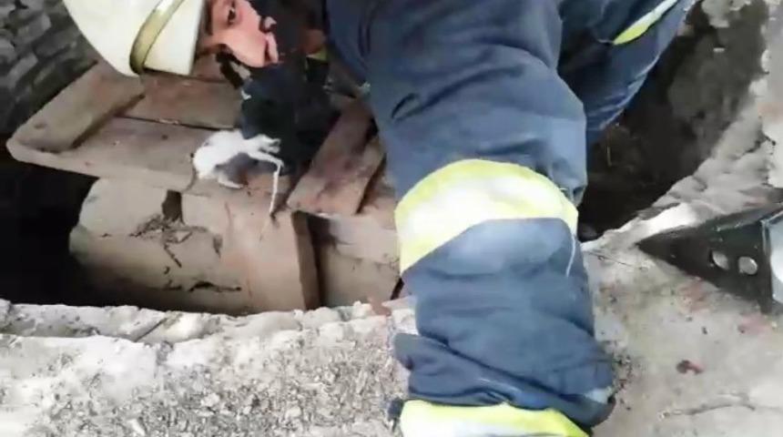 Sarnıca d&uuml;şen yavru kedileri itfaiye kurtardı