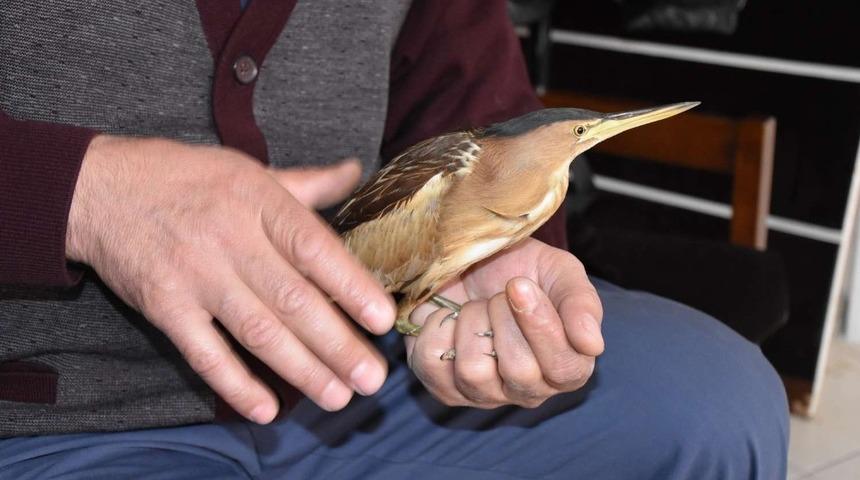 Hakkari’de Balaban kuşu bulundu