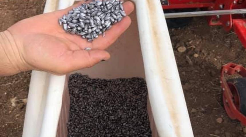 Aslanapa&rsquo;da tarımda alternatif &uuml;r&uuml;n ay&ccedil;i&ccedil;ek ekimi