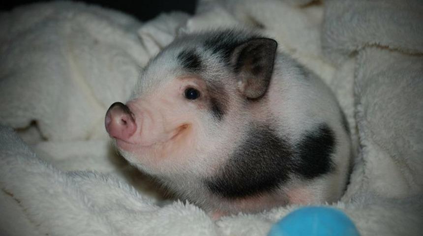 İddia ediyoruz bu kadar k&uuml;&ccedil;&uuml;klerini g&ouml;rmediniz!