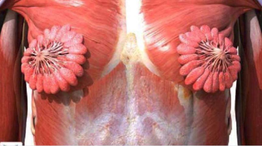 Kadınların süt kanallarının neye benzediğini gösteren fotoğraf viral oldu