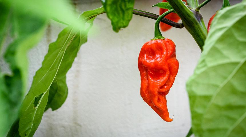 Dünyanın en acı biberi! Elle bile dokunulmuyor