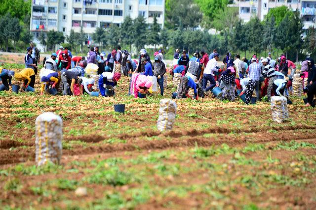 Adana'da turfanda patates hasadı