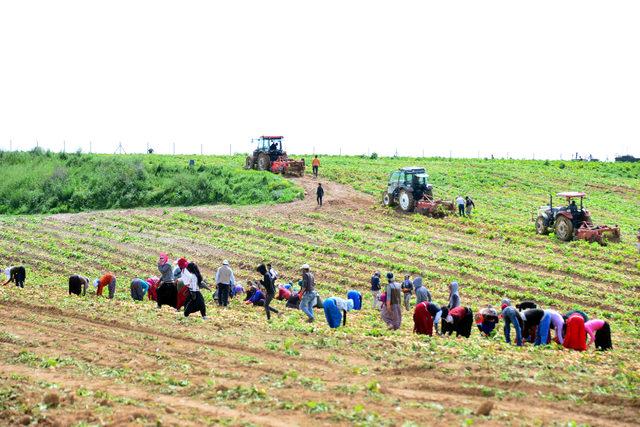 Adana'da turfanda patates hasadı