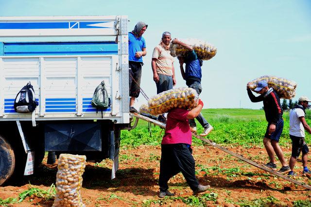 Adana'da turfanda patates hasadı