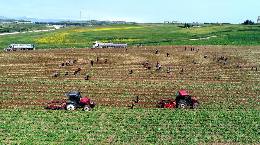 Adana'da turfanda patates hasadı