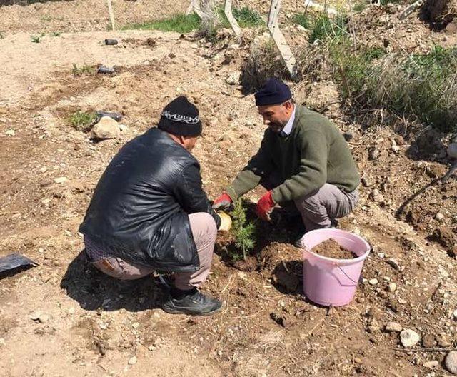 Hisarcık ilçe stadı çevresi ağaçlandırıldı