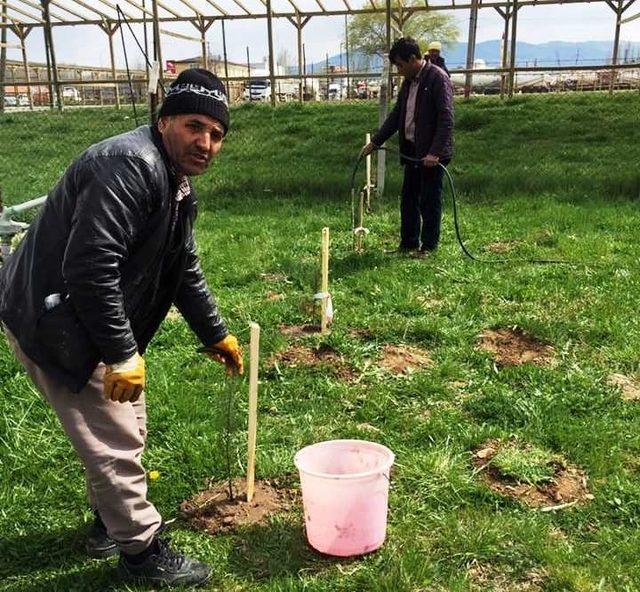 Hisarcık ilçe stadı çevresi ağaçlandırıldı