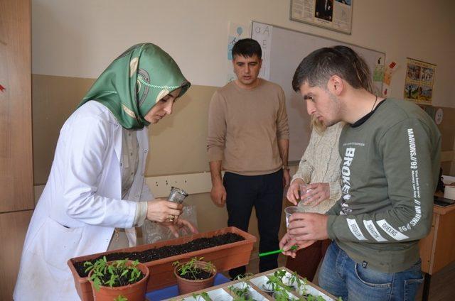 Muş’ta fide yetiştiriciliği