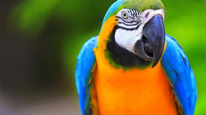 Polis iş birlikçi papağanı 'gözaltına' aldı