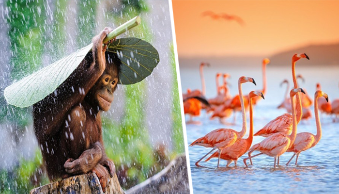 National Geographic� in arşivinden en inanılmaz fotoğraflar trend