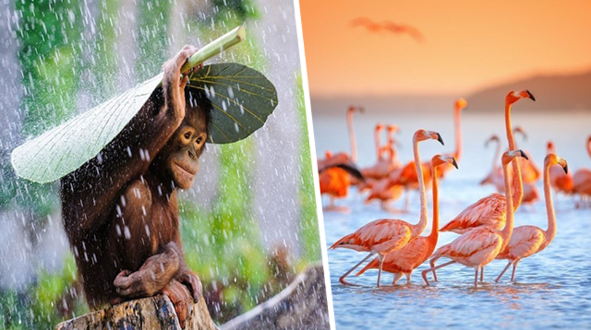 National Geographic' in arşivinden en inanılmaz fotoğraflar