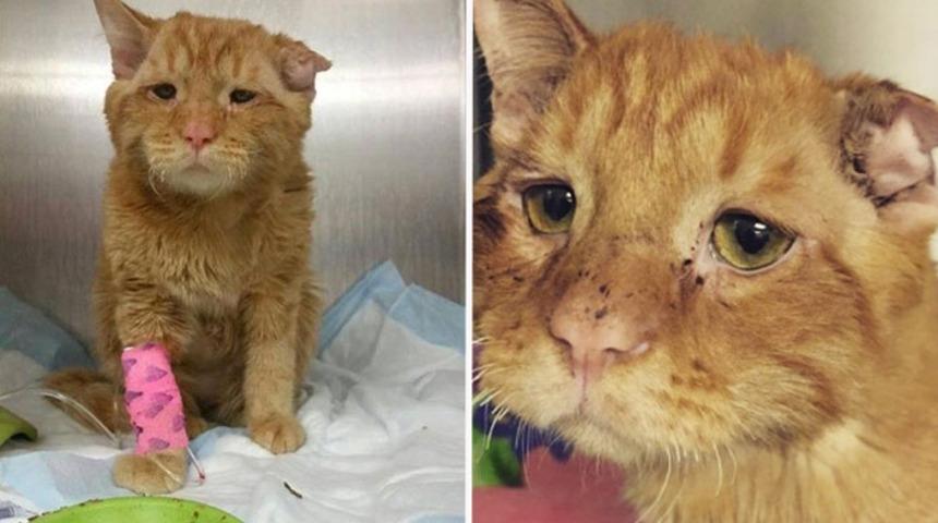 Bu kedinin hikayesi yüreklerinizi dağlayacak!