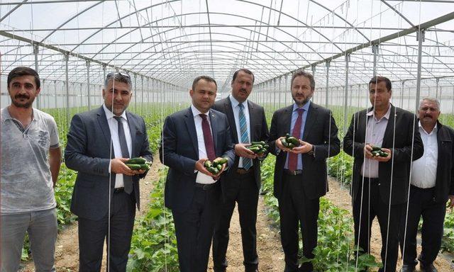 Elazığ’da serada ilk hasat 