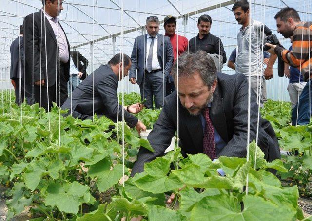 Elazığ’da serada ilk hasat 