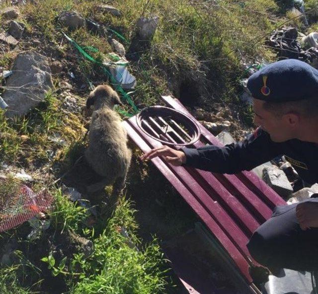 Kafası kavanoza sıkışan yavru köpeği Mehmetçik kurtardı