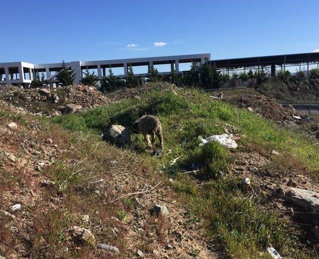 Kafası kavanoza sıkışan yavru köpeği Mehmetçik kurtardı