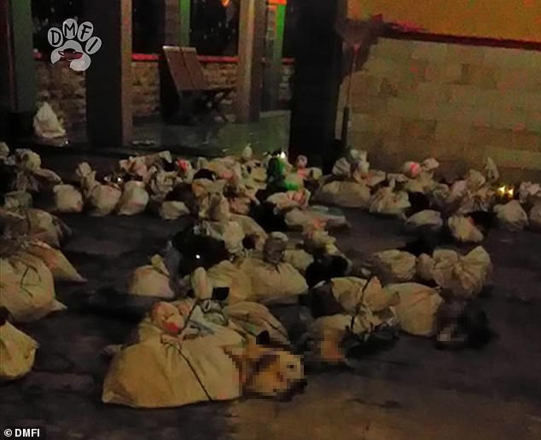 &Ccedil;uvallara koydukları k&ouml;pekleri d&ouml;ve d&ouml;ve &ouml;ld&uuml;rd&uuml;ler!