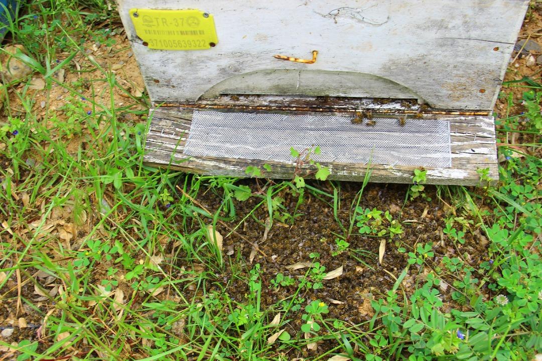 Binlerce arı &ccedil;ırpına &ccedil;ırpına telef oldu! 