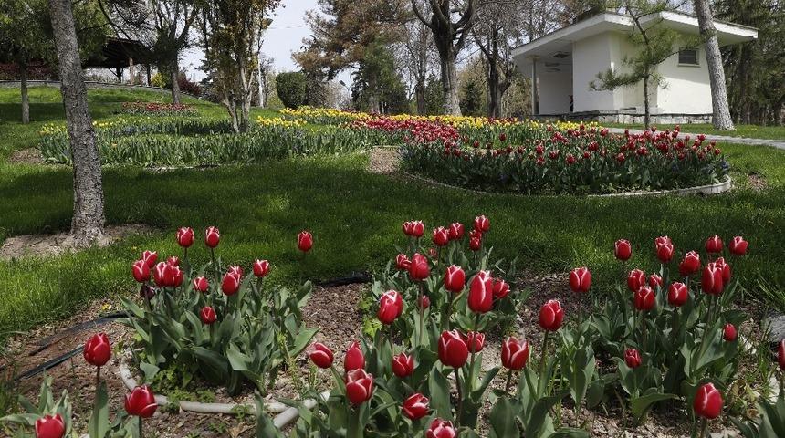 Kayseri’de caddeler çiçek açtı