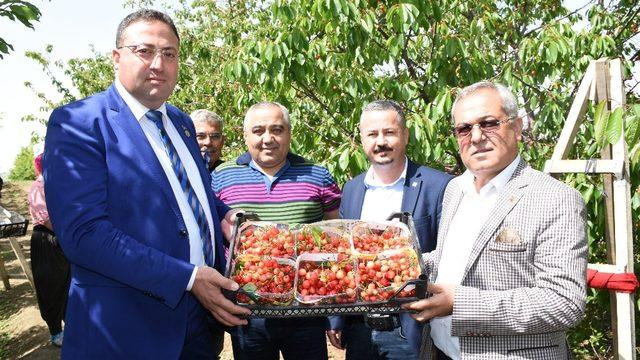 Çukurova’da kiraz hasadı başladı