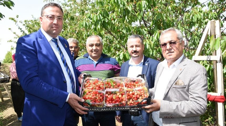 &Ccedil;ukurova&rsquo;da kiraz hasadı başladı