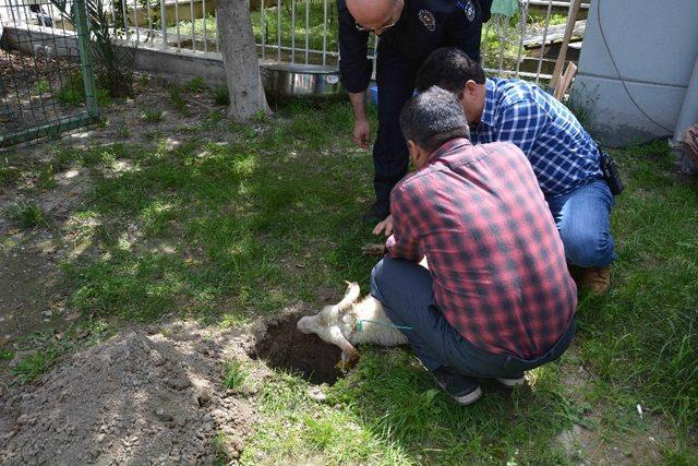 Şehit babası şehitler için kurban kesti