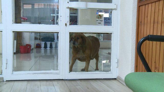 Sokak köpeği Noter huzurunda hayatını yaşıyor