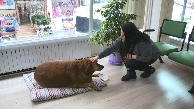 Sokak köpeği Noter huzurunda hayatını yaşıyor