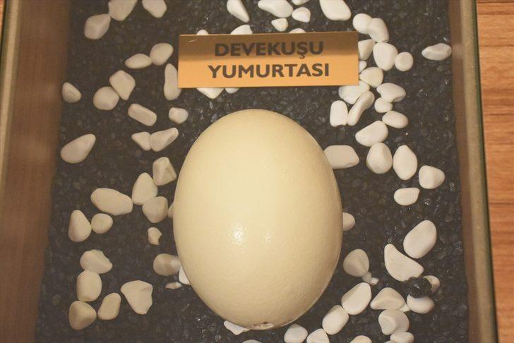 Yumurta Müzesi görenleri şaşırtıyor! '19 bin yumurta kabuğu kullanıldı' G4