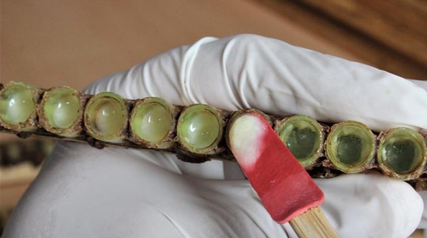 Bir avucu bile şifa dağıtıyor! Altından daha kıymetli...