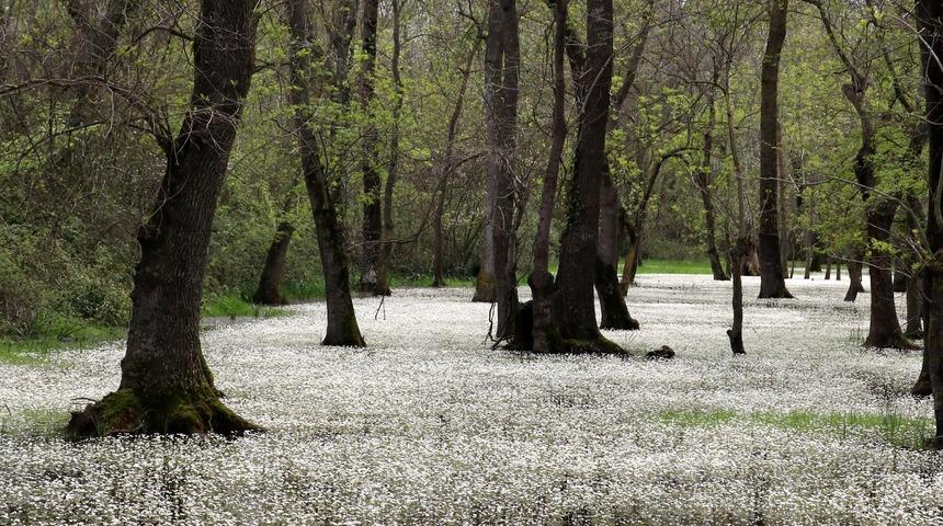 Gören hayran kalıyor! Galeriç Ormanı'nda büyüleyen güzellik