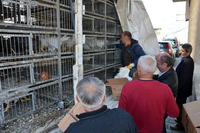 Bin 200 yumurta tavuğu çiftçilere dağıtıldı