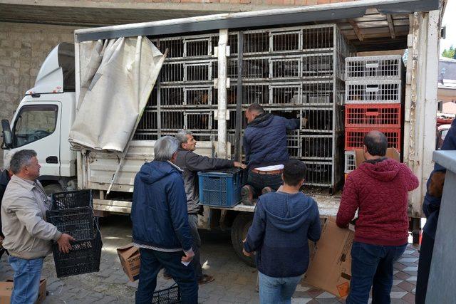 Bin 200 yumurta tavuğu çiftçilere dağıtıldı