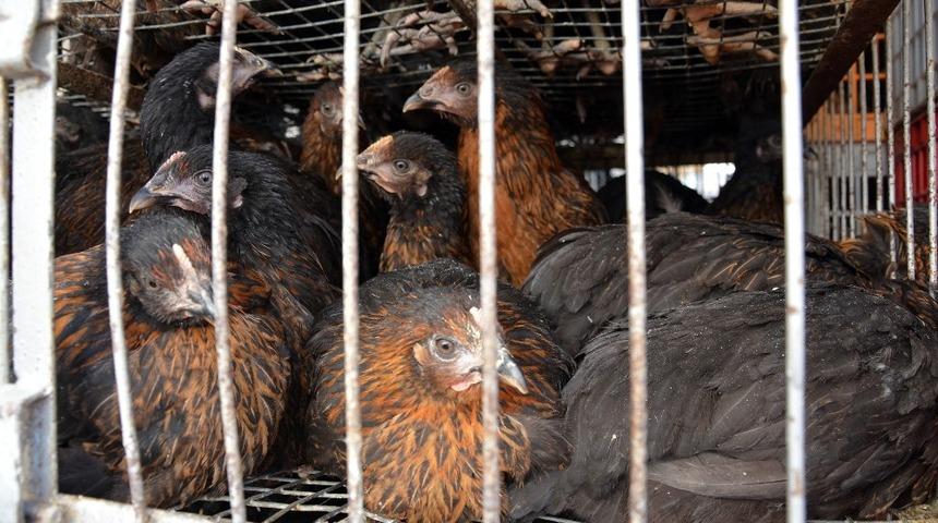 Bin 200 yumurta tavuğu çiftçilere dağıtıldı