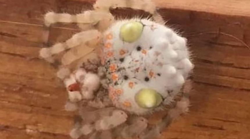 Dikkat! Bu bir Çin yemeği değil 