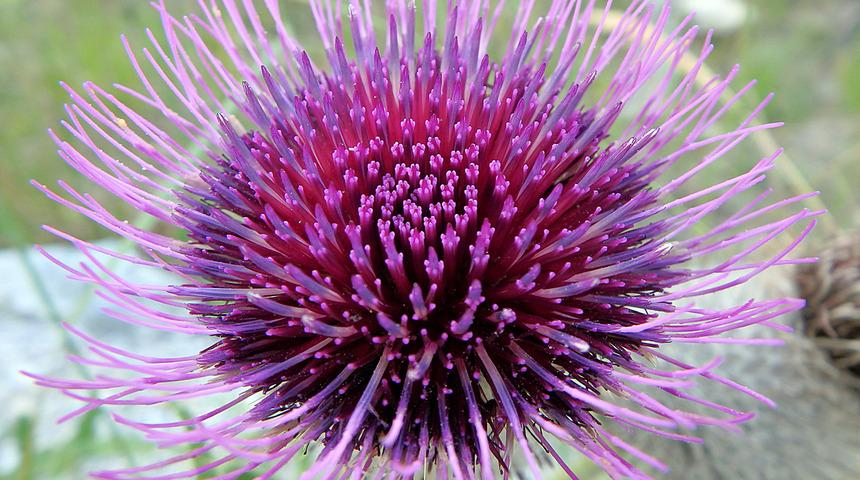 Gençliğin sırrı onda! Bu bitki adeta botoks etkisi yapıyor