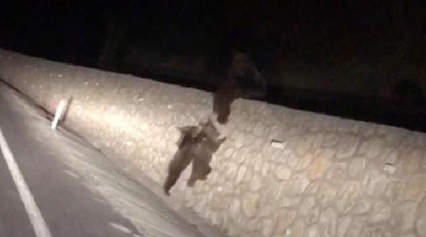 Sakarya'da şaşkına çeviren görüntü! Karayoluna indiler