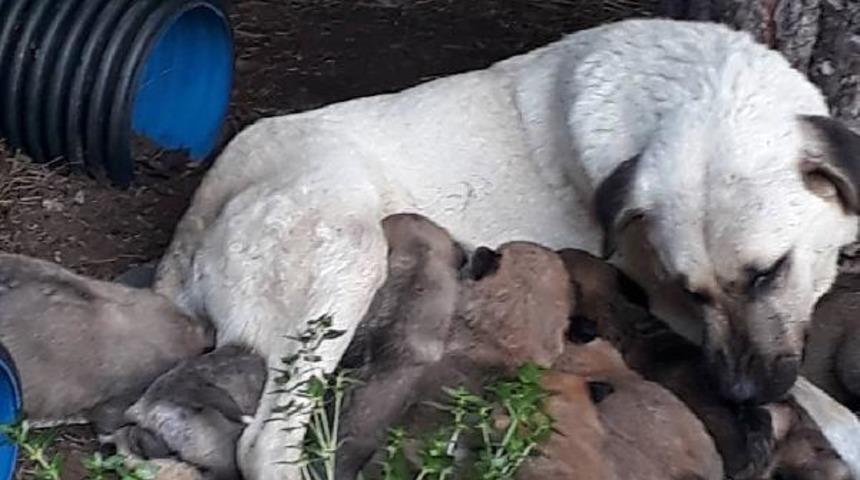 Erdek'te zehirli et verilen köpek ile 3 yavrusu ve 3 kedi öldü